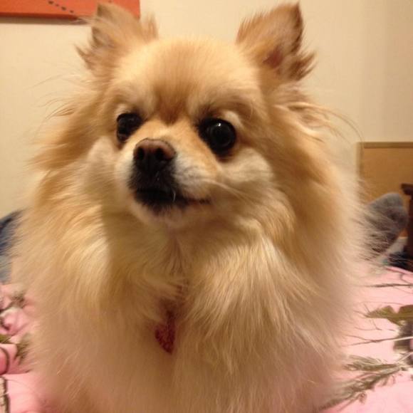 Meet your Posher, Jude - Picture 1 of 1